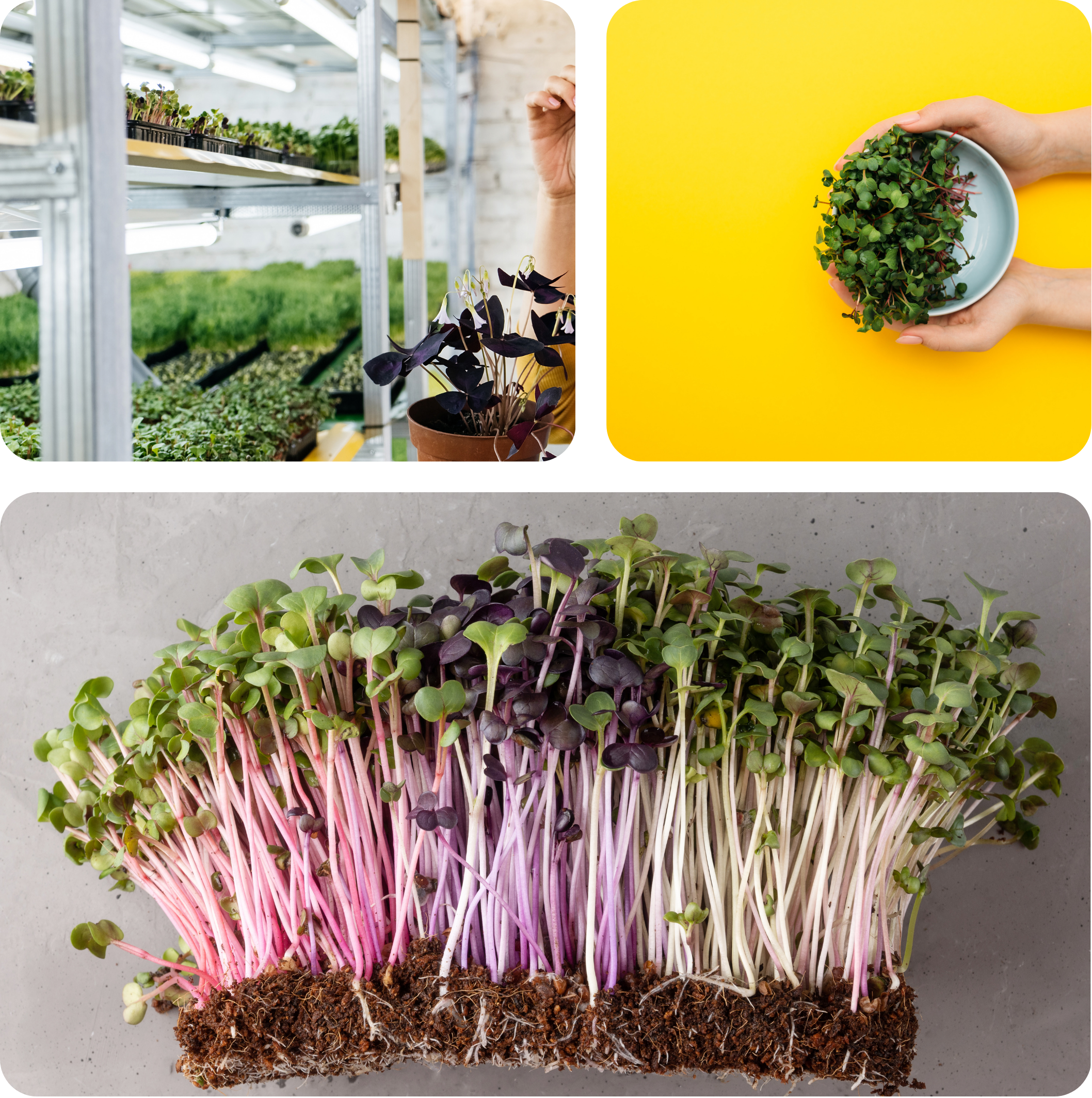 Microgreens